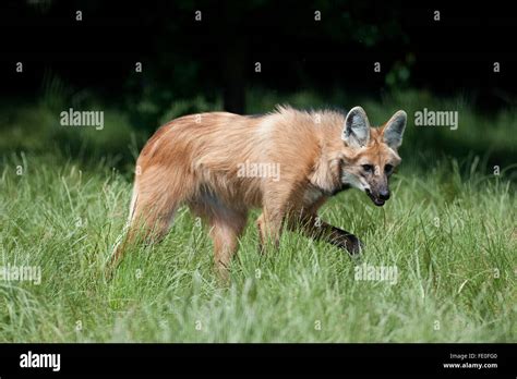 El lobo de crin, Chrysocyon brachyurus, Sudamérica Fotografía de stock ...