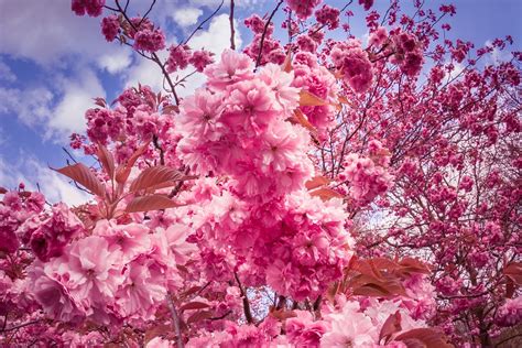 Japanese Cherry Trees Flowers Pink · Free photo on Pixabay
