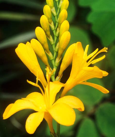 Crocosmia varieties: 16 gorgeous types of montbretia to try | Gardeningetc