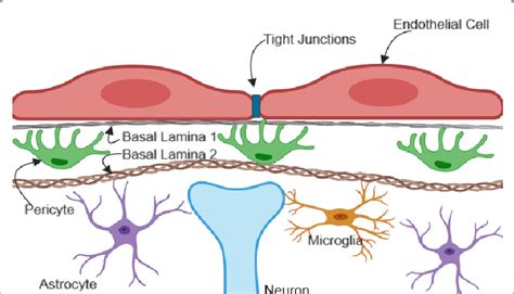 Parenchymal Cells