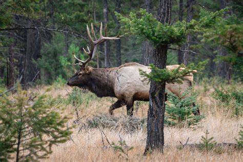 14 Best Hikes in Jasper National Park - Alberta Canada | The Planet D