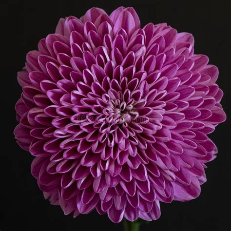 Radial Symmetry of a Dalia Flower Stock Image - Image of flora, black ...