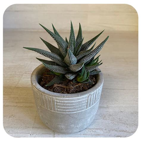 Haworthia - Bambino Assorted 2.5" - Davenport Garden Centre