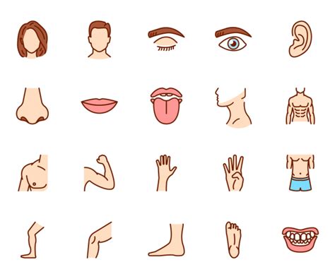 Human Body Parts Line And Colour Icons - GraphicsFuel