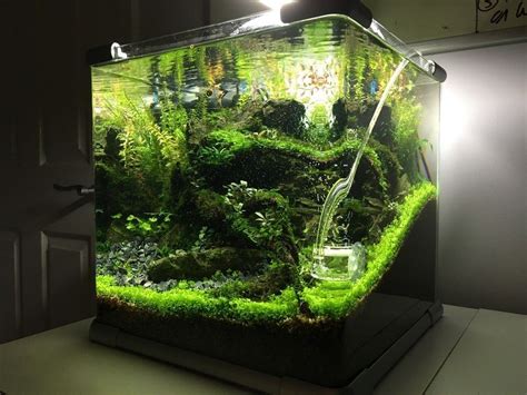 Nano Nature Scape | Barr Report Forum - Aquarium Plants