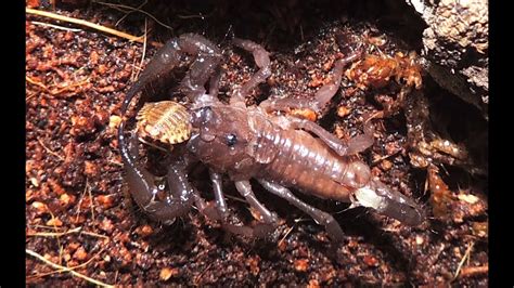 Emperor Scorpion Babies (2i) Feeding 9/12 - YouTube