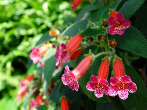 Free photo: Kohleria Cultivar - Blooming, Cultivar, Flower - Free ...