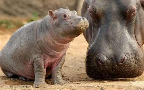 Facts about hippopotamus, hippopotamus day | SchoolForAfrica.org — Giving Children a Fighting Chance