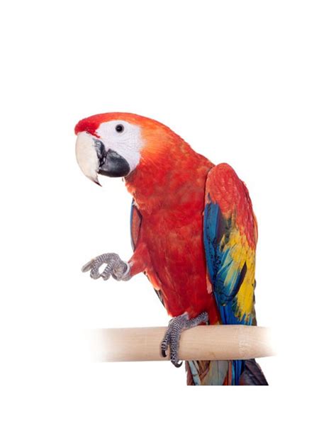 Scarlet Macaw Parrot – PetPlus