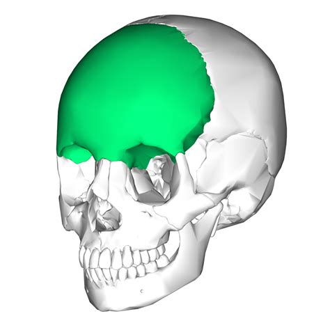 Frontal bone - Wikipedia