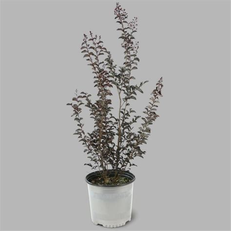 Lavender blossoms stand out against deep purple to nearly black foliage as Black Diamond ...