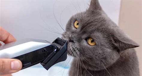 Best Cat Hair Clippers - Top Tools For Grooming And Removing Matted Fur