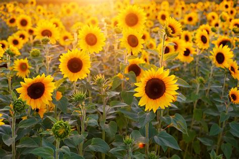 300,000+ Free Sunflower Wallpaper & Sunflower Images - Pixabay