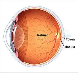 Retina Mata|PSYCHOLOGYMANIA