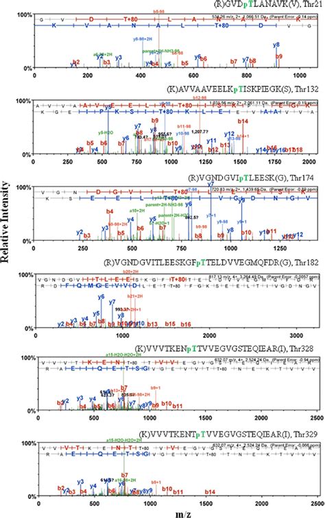 Phosphorylation sites of GroEL: mass spectrometry spectra showing the... | Download Scientific ...