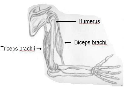 Human Arm Muscular System | Download Scientific Diagram