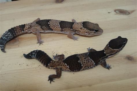 African Fat-Tailed Gecko Facts, Habitat, Diet, Life Cycle, Pictures