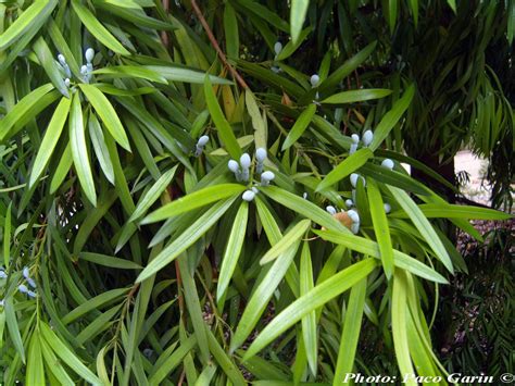 Podocarpus macrophyllus - Description | CG Encyclopedia