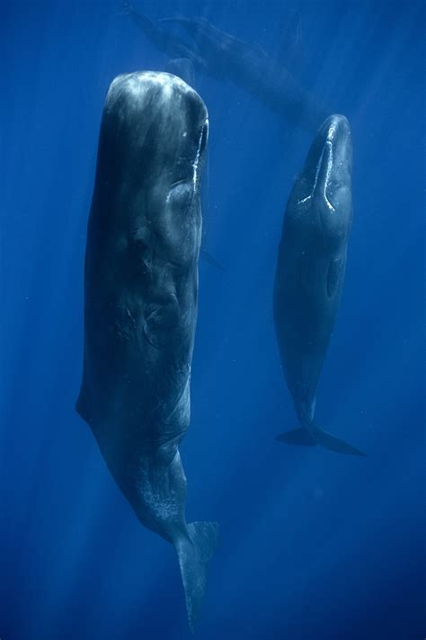 Photo Shows How Sperm Whales Sleep