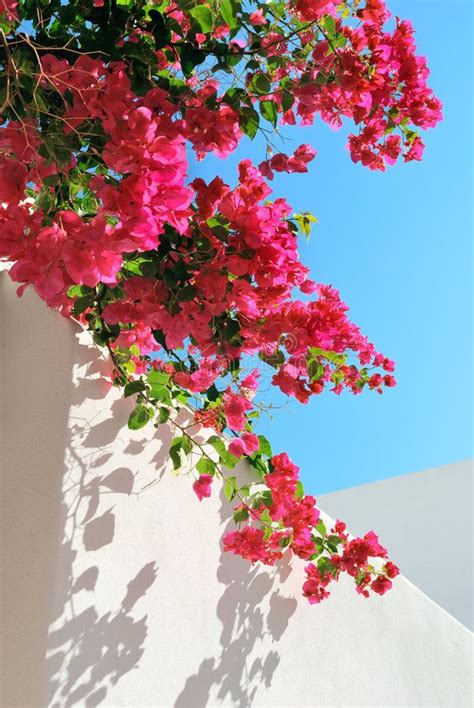 Bougainvillea spectabilis on the wall. Bougainvillea spectabilis on the ...