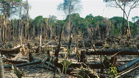 Deforestation: Primary Forest Losses Impact Climate Change — Carmen Busquets