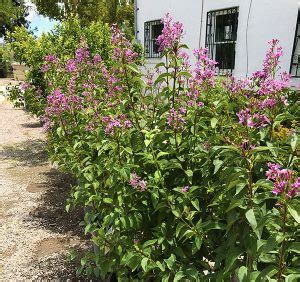 Lilac Flowering Shrub - Guzman's Garden Centers