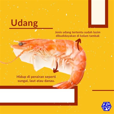 Nutrisi Udang Vaname - Udang