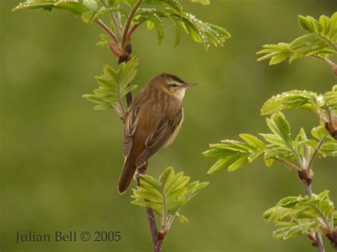 Sedge Warbler - Sivsanger - Acrocephalus schoenobaenus