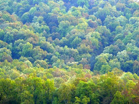 Why Woodpeckers in Sub-Himalayan Forests Peck the Largest Trees