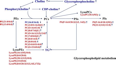 Glycerophospholipid metabolism pathway disturbed in the obese mice ...