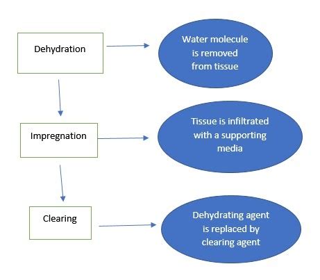 Protocol of Histopathology Techniques for Tissue Processing to Slide ...