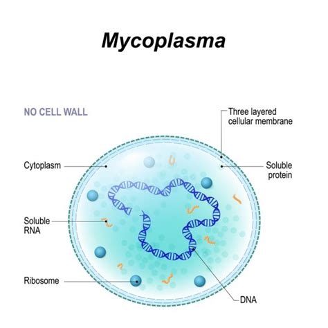 Mycoplasma Symptoms, Carriers, Types, Treatment, Prevention | STD.GOV Blog