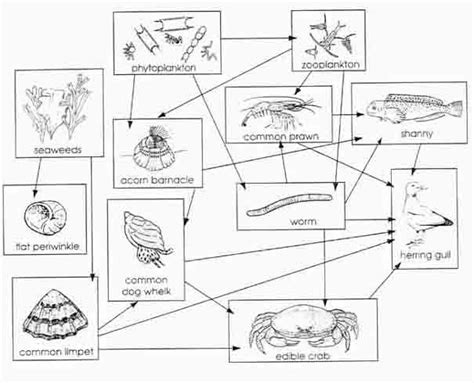 Food Webs - Intertidal Zone