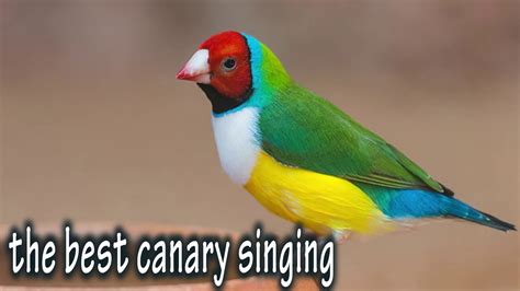 CANARY SINGING - Bird Sound - Canary Sound - Serinus canaria - YouTube