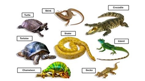 Describe the general characters of class Reptilia with examples.