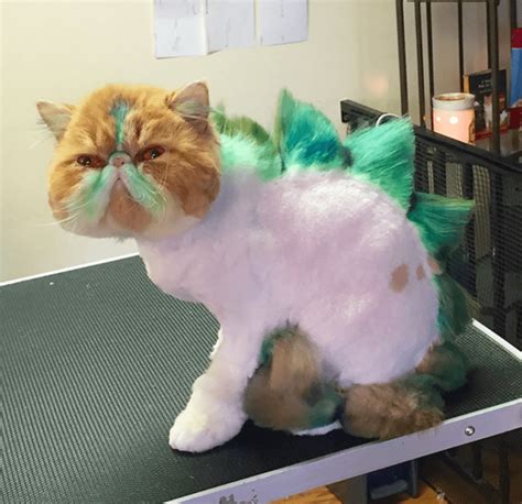 Dinosaur Cat Haircuts Are The New Grooming Trend And I'm Not Sure How To Feel