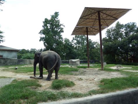 Baton Rouge Zoo - Asian Elephant Exhibit - ZooChat