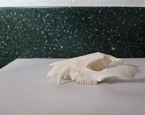 Didelphis Virginiana / Opossum Skull / Grade B - Etsy