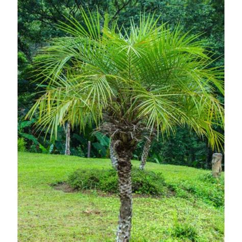 Pygmy Date Palm Tree (Phoenix roebelenii) for sale at Logee's!