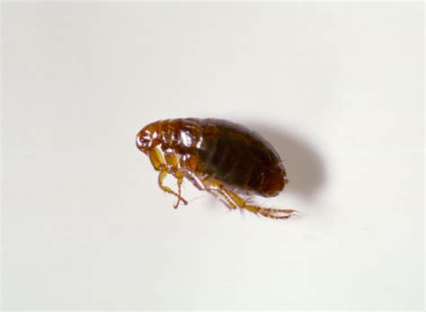 Fleas 101: Information On Types of Fleas & Flea Control