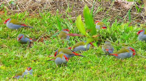 Birding For Pleasure: Red -browed Finch