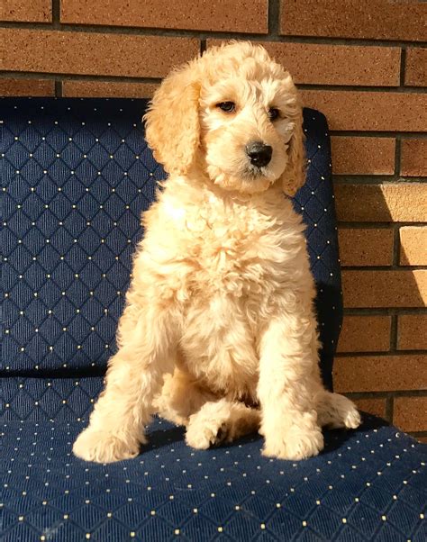 F1B Goldendoodle Puppies Indiana / Sweet Macy Mini F1B Goldendoodle # ...