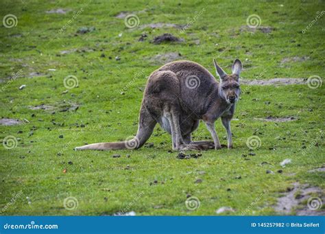 Red Kangaroo Macropus Rufus is the Largest of All Kangaroos, the ...