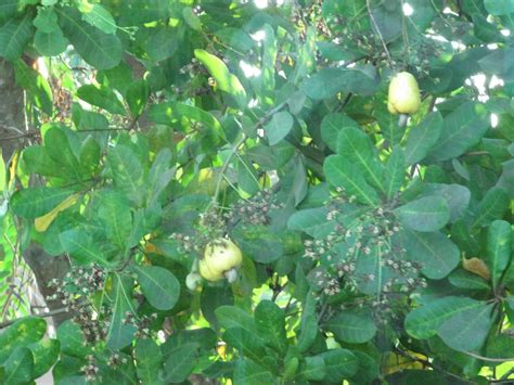 Cashew-nut tree (Anacardium occidentale) | La Paz Group