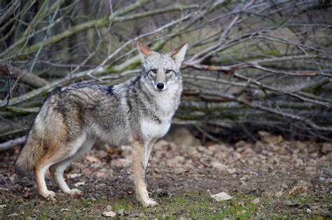 Woman Punches Coyote in the Face As It Tries to Attack Pet Dog Named 'Roxy' - Newsweek