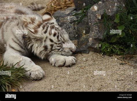 White tiger cub Stock Photo - Alamy