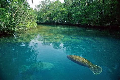 Where to Swim with Manatees - Florida Traveler