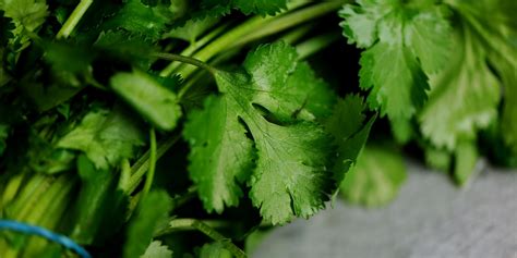 Coriander Recipes: Sauces, Vietnamese Pho Soup - Great British Chefs