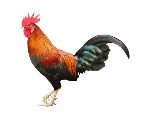 Colorful free range male rooster isolated on white background 10792666 PNG