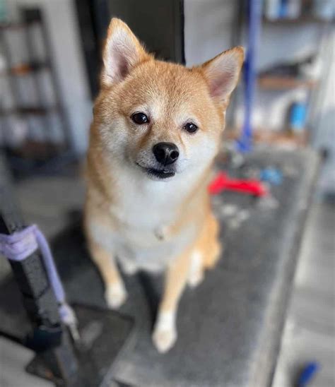 Shiba Inu Pomeranian Mix: A Designer Dog For Beauty Shows